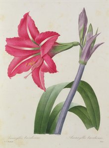 Brazilian Amaryllis, engraved by Victor, from 